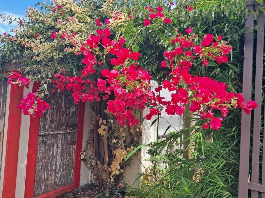Secret Cottage Waitara Екстериор снимка